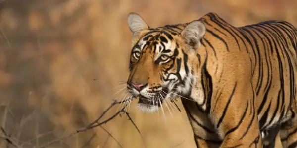 best time to visit ranthambore
