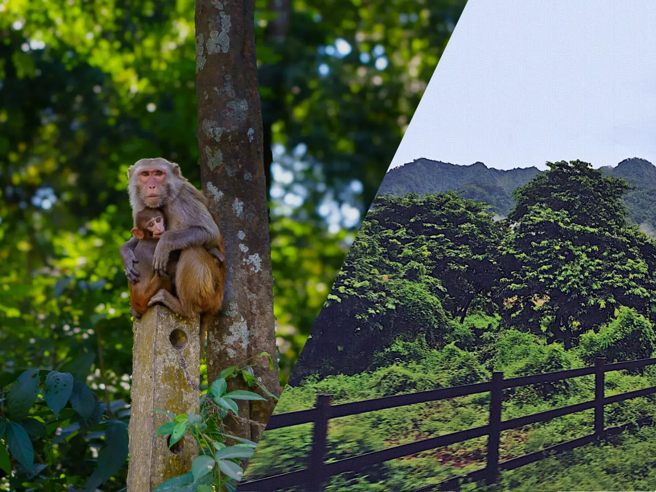 Dooars to Siliguri image